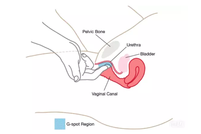 怎么撩她G點，安全又健康(圖1)
